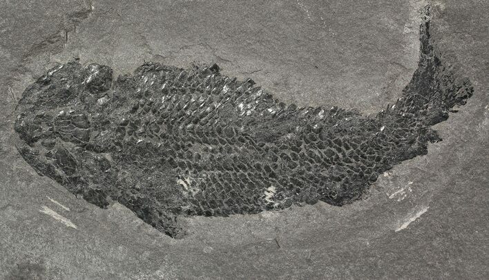 Devonian Lobed-Fin Fish (Osteolepis) - Scotland #62910